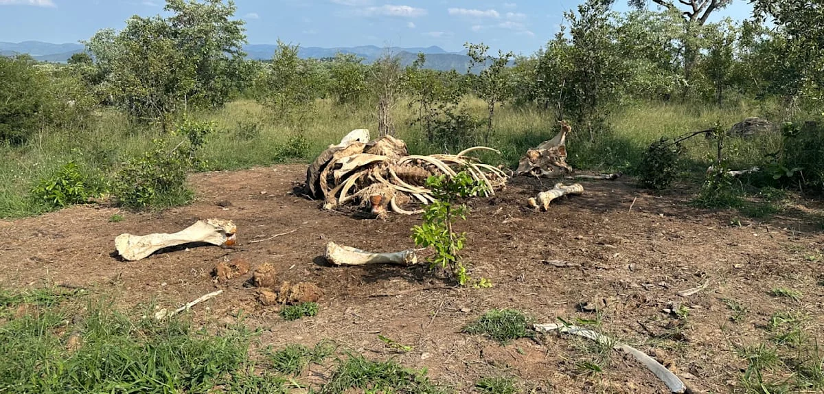 Auch ein toter Elefant verändert die Savanne