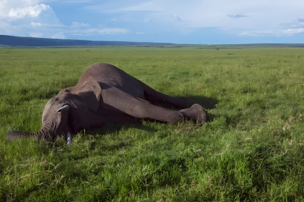Il ruolo paradossale delle carcasse di elefante nell'ecosistema della savana